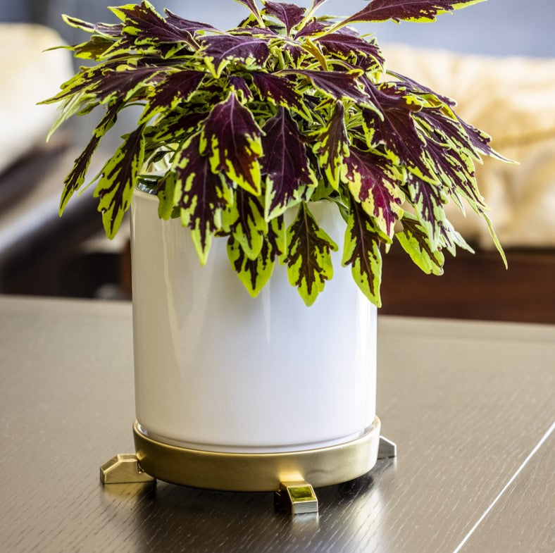 Indoor plant in a white pot elevated with gold POT PAWS pot feet on a table