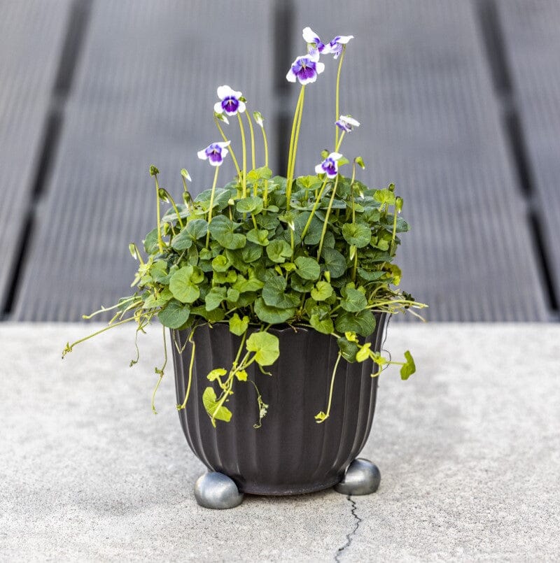 Ball Pot Paws Pot Paws