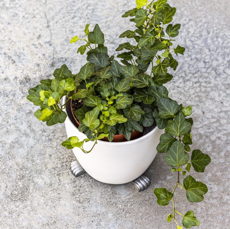 White plant pot elevated with silver POT PAWS pot feet on a concrete surface