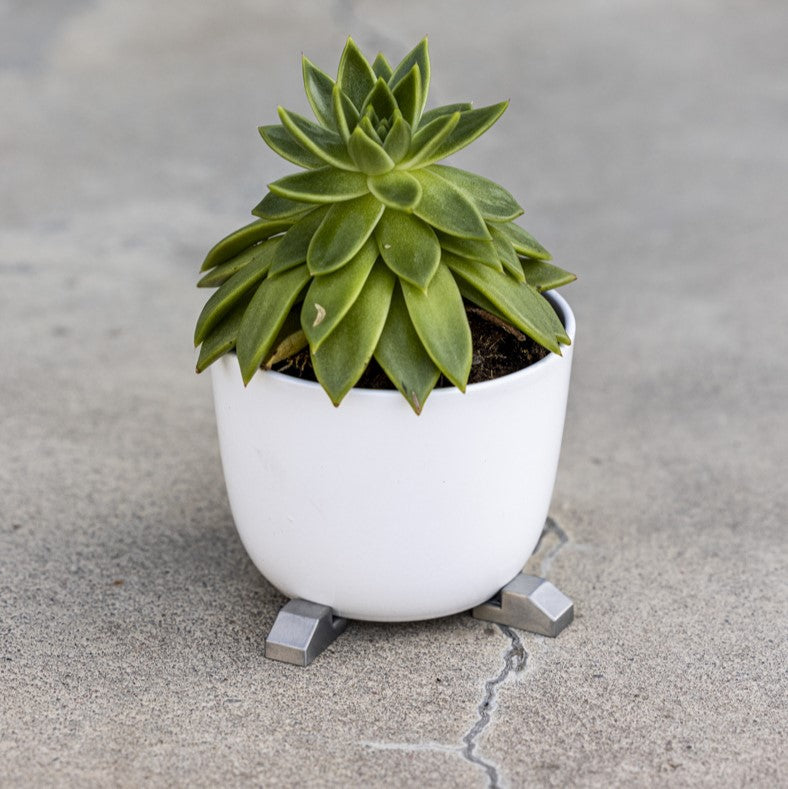 Small white planter raised on silver POT PAWS feet with green succulent